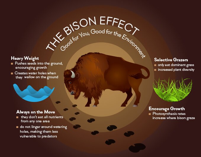 bison-nature