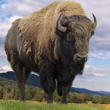 bison